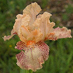 Music - SDB Standard Dwarf Bearded