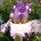 My Forte - fragrant tall bearded Iris