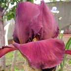 My Friend Jonathan - reblooming tall bearded Iris