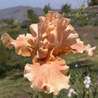 My Jodie - tall bearded Iris