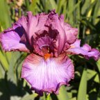 My Mauve - tall bearded Iris