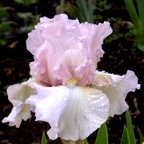 Mystery Blush - fragrant reblooming tall bearded Iris