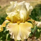 Mystic Dragon - fragrant tall bearded Iris
