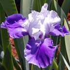 Mystic Lover - fragrant tall bearded Iris