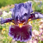 Mystic Magic - tall bearded Iris