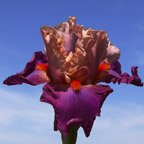 Mystic Rites - fragrant tall bearded Iris