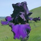 Mystic Warrior - tall bearded Iris