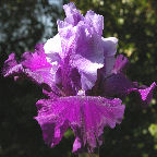 Mystique - tall bearded Iris