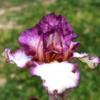 Needlepoint - tall bearded Iris