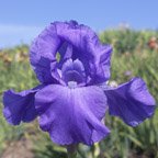 Negotiator - tall bearded Iris