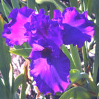 Neil Diamond - fragrant tall bearded Iris