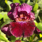 Neon Cowboy - tall bearded Iris