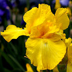 New Moon - tall bearded Iris