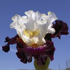 Next Millennium - tall bearded Iris