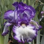 Next In Line - fragrant reblooming tall bearded Iris