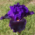 Night Attack - tall bearded Iris