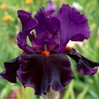 Night Game - fragrant tall bearded Iris