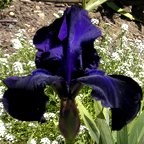 Night Owl - tall bearded Iris