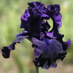 Night Ruler - tall bearded Iris