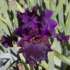 Night Stalker - fragrant tall bearded Iris