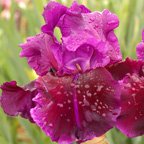 Night Vision - tall bearded Iris
