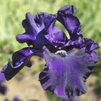 Nights of Gladness - tall bearded Iris