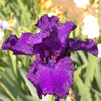 Noble House - fragrant tall bearded Iris