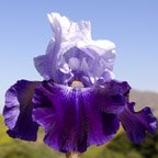 Noble Knight - fragrant reblooming tall bearded Iris