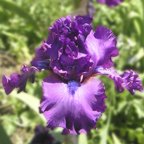 Nora Eileen - fragrant tall bearded Iris