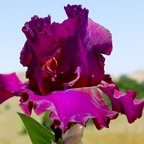 Nora's Thrill - fragrant tall bearded Iris