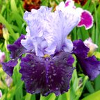 Northwest Progress - fragrant tall bearded Iris