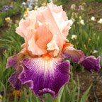 Notorious - reblooming tall bearded Iris