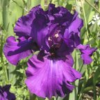 Now See This - tall bearded Iris