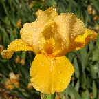 Obligato - Intermediate bearded Iris