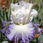 Ocean Clouds - tall bearded Iris