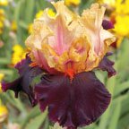 Ocelot - tall bearded Iris