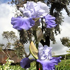 October Sky - reblooming tall bearded Iris