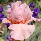 October Splendor - fragrant reblooming Border bearded Iris