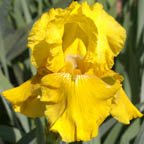 October - fragrant reblooming tall bearded Iris