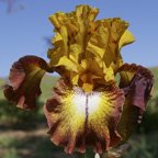 Off Broadway - reblooming tall bearded Iris