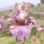 Off Color Joke - fragrant tall bearded Iris