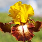 Oh Babe - tall bearded Iris