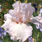 Oh Be Joyful - tall bearded Iris