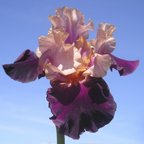 Oh Jamaica - tall bearded Iris