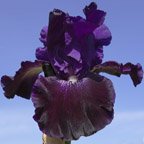 Oklahoma Crude - reblooming tall bearded Iris