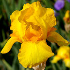 Ola Kala - tall bearded Iris