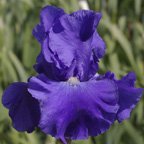 Old Blue Eyes - tall bearded Iris