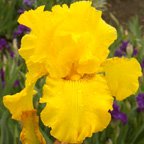 Old Money - tall bearded Iris