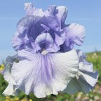 Olympiad - reblooming tall bearded Iris
