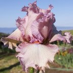 Olympic Pink - tall bearded Iris